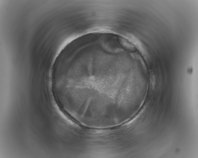 X0000096401382200802071550