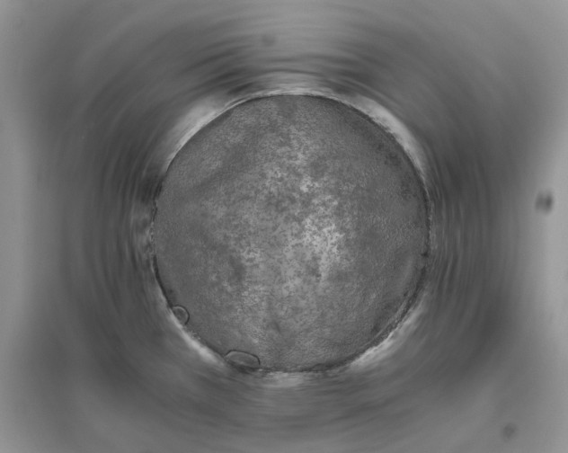 X0000096401385200802071550