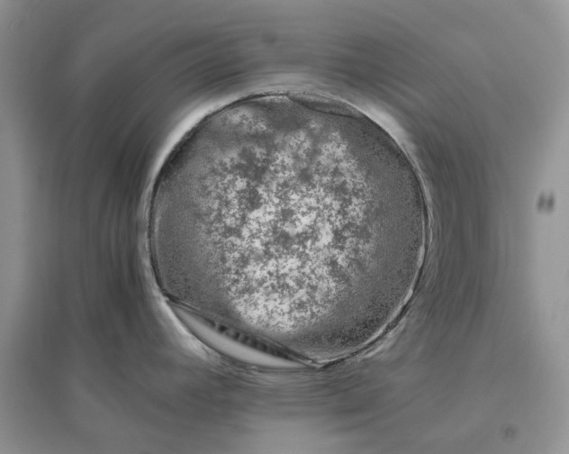 X0000096401392200802071550