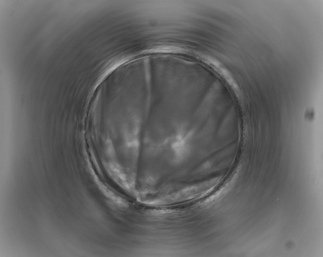 X0000096401425200802071550