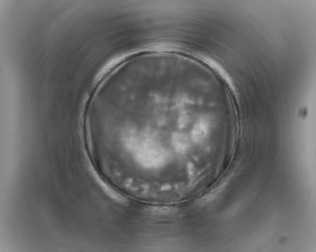 X0000096401429200802071550