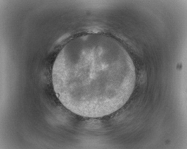 X0000096401446200802071550