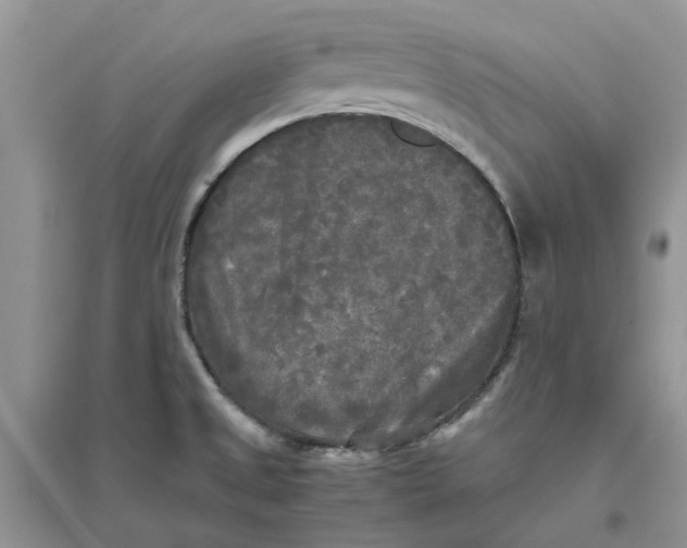 X0000096401525200802071549