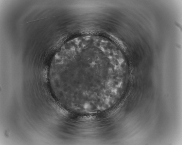 X0000096400065200802141528