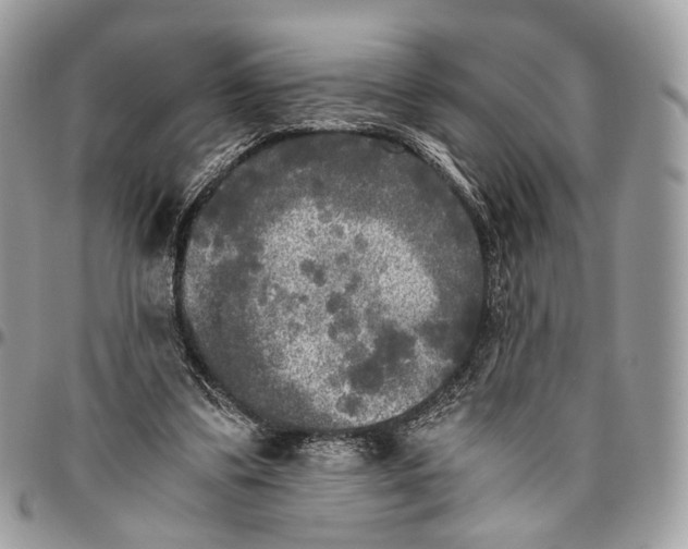 X0000096400299200802141525