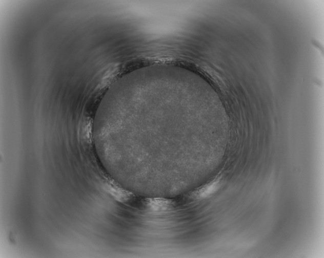 X0000096400336200802141524