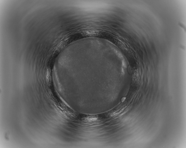 X0000096400651200802141519