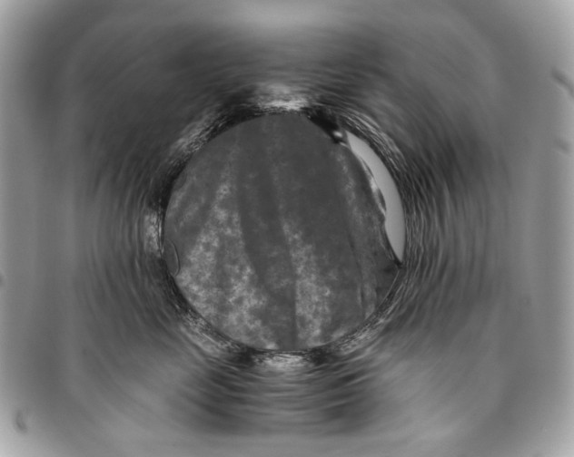 X0000096400669200802141519