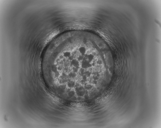 X0000096400679200802141519