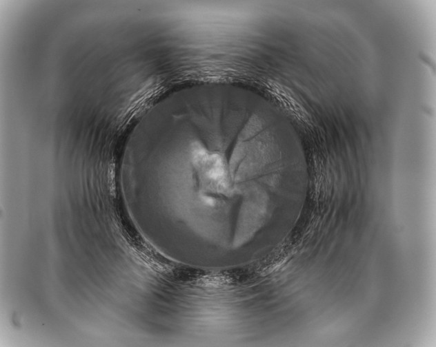 X0000096400696200802141519