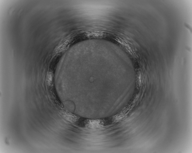 X0000096400709200802141518