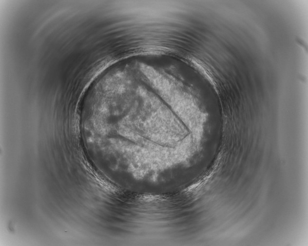 X0000096400835200802141516