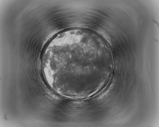 X0000096401125200802141512