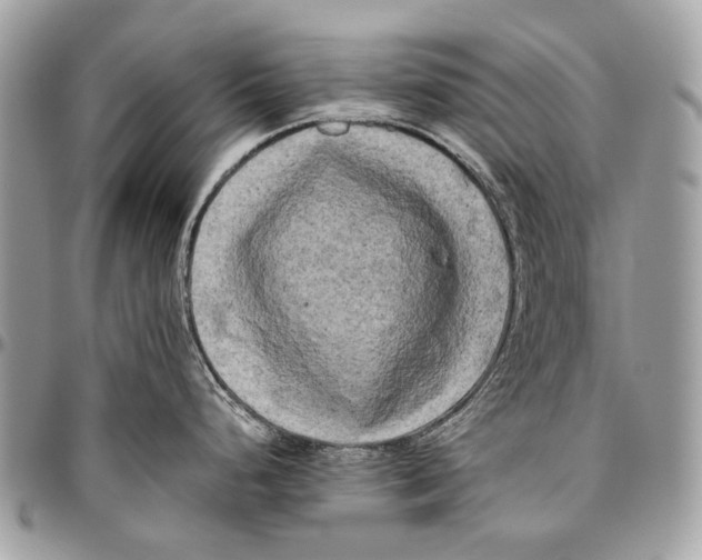 X0000096401248200802141511