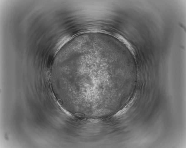 X0000096401385200802141508