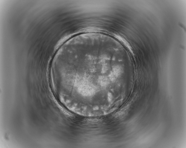 X0000096401429200802141508