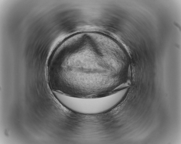 X0000096401472200802141507