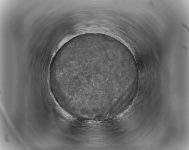 X0000096401525200802141506