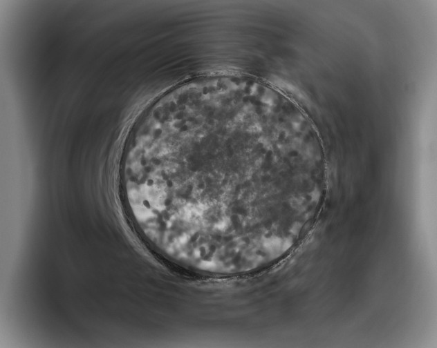 X0000096400049200802211212