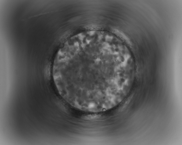 X0000096400065200802211212