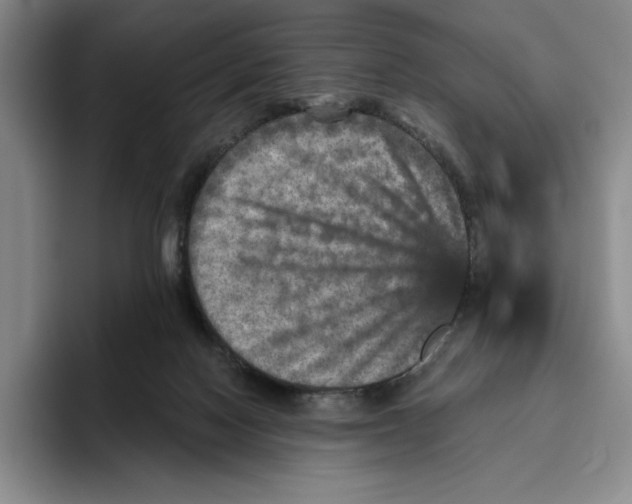 X0000096400074200802211212