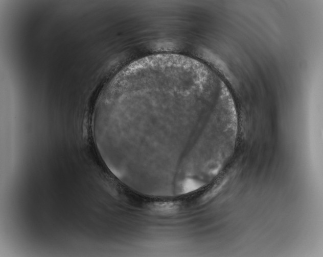 X0000096400161200802211211