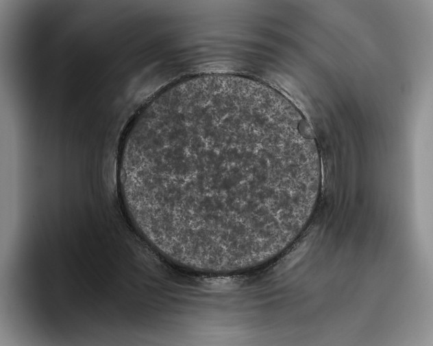 X0000096400301200802211209