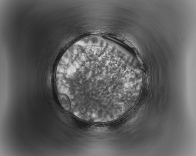 X0000096400491200802211207