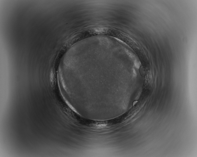 X0000096400651200802211204