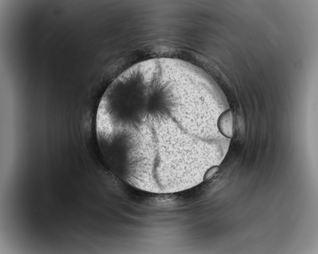 X0000096400668200802211205