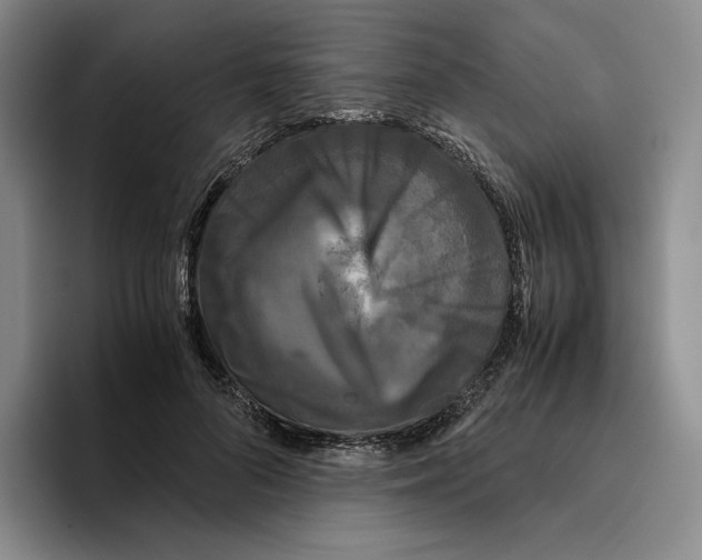 X0000096400696200802211204