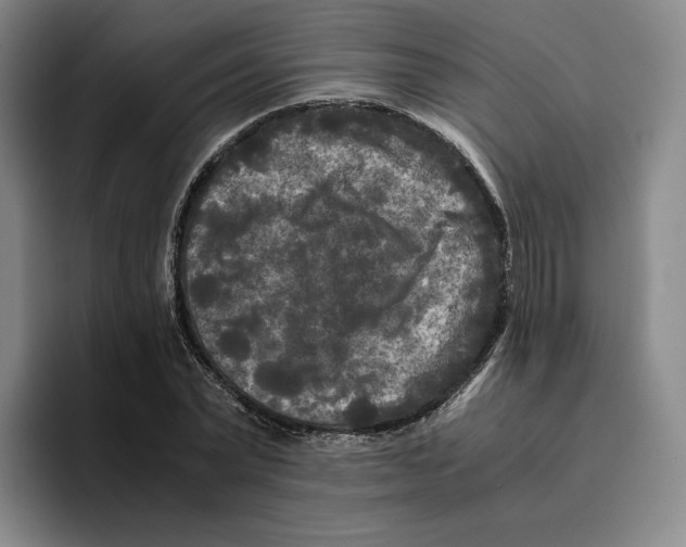 X0000096400783200802211202