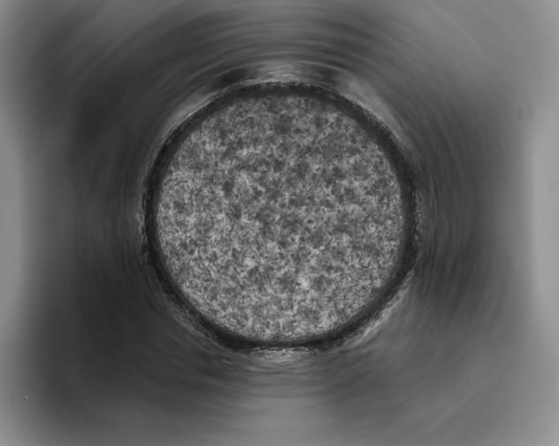 X0000096400826200802211201