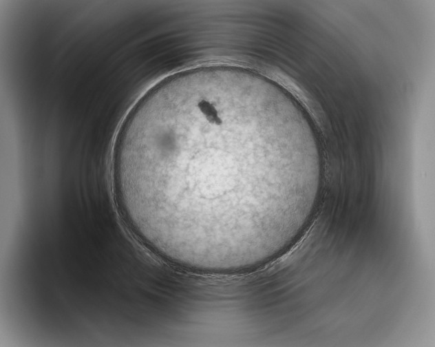 X0000096400836200802211202