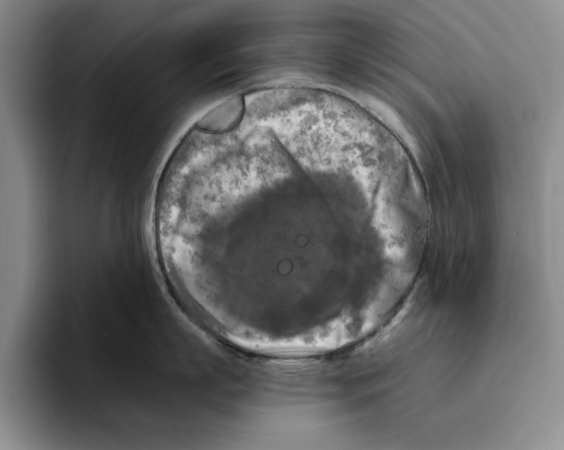 X0000096400863200802211202