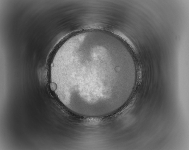 X0000096400878200802211201