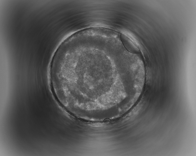 X0000096401048200802211159