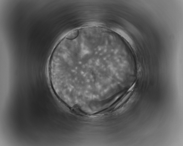 X0000096401055200802211159