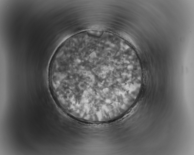 X0000096401087200802211158