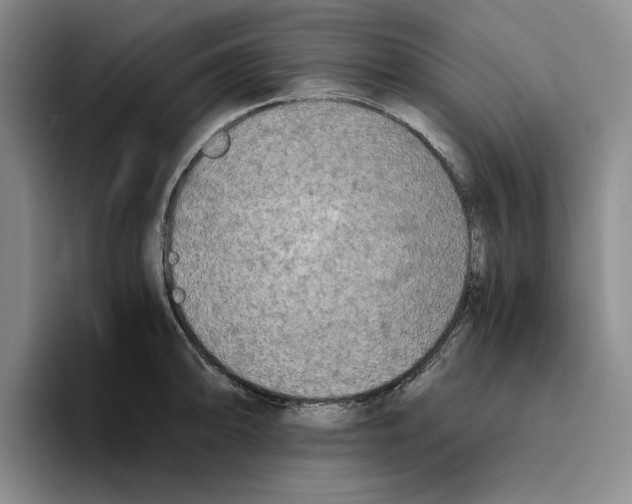 X0000096401094200802211158