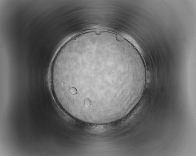 X0000096401098200802211158