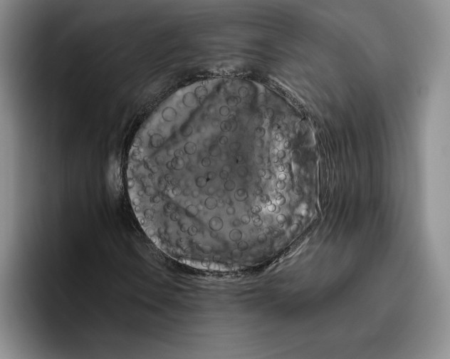 X0000096401106200802211157