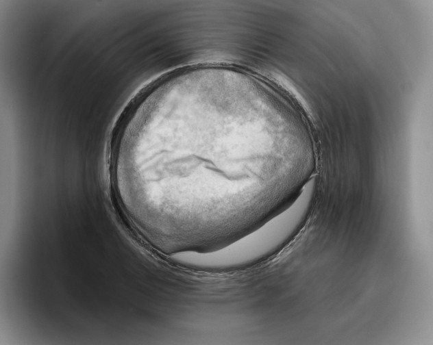 X0000096401124200802211158