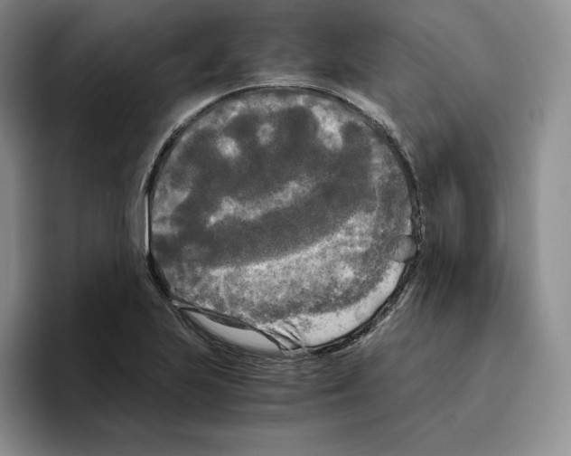 X0000096401223200802211156