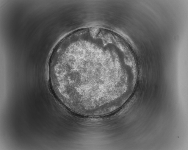 X0000096401224200802211156