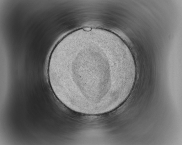 X0000096401248200802211157