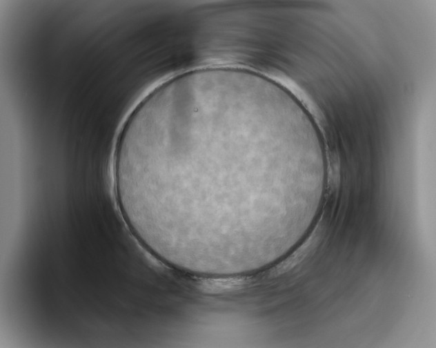 X0000096401294200802211155