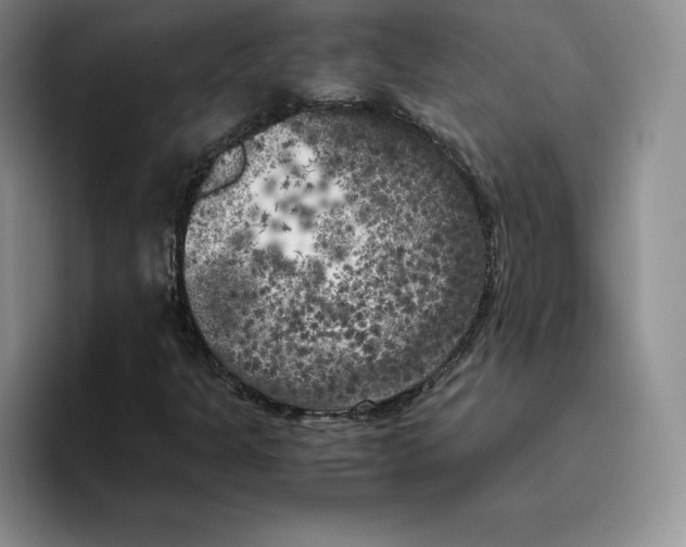 X0000096401301200802211155