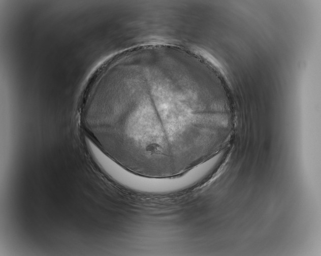 X0000096401310200802211155