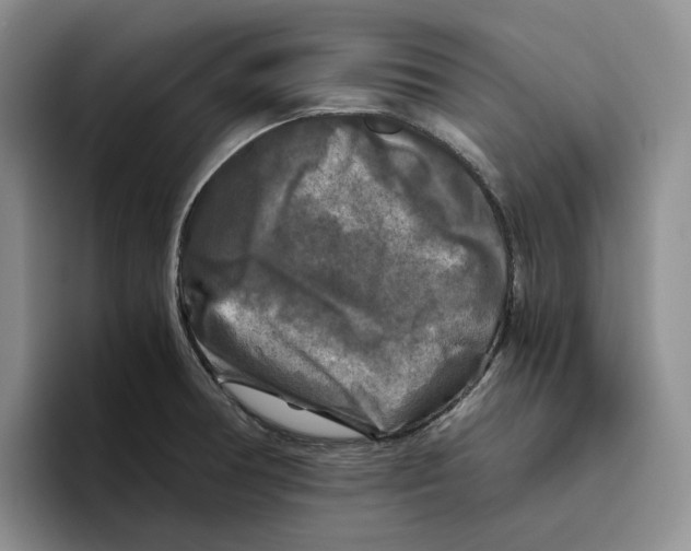 X0000096401378200802211154